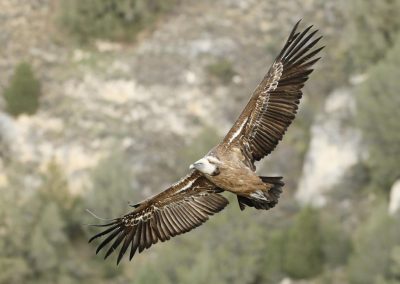 Parque Natural de la Serranía- Buitre
